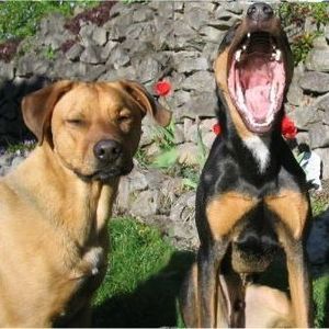 Meet your Posher, Corie